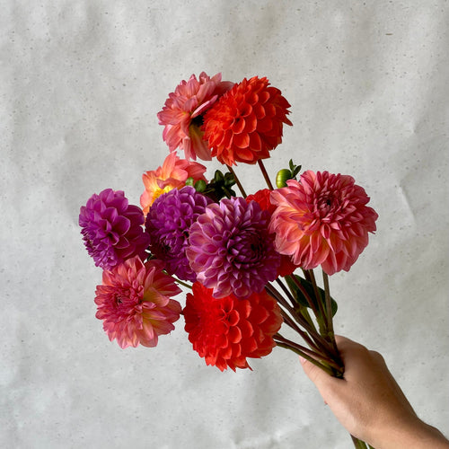 La botte de dahlias