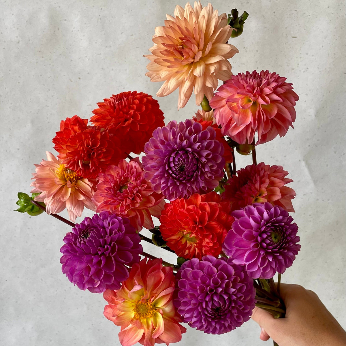 La botte de dahlias