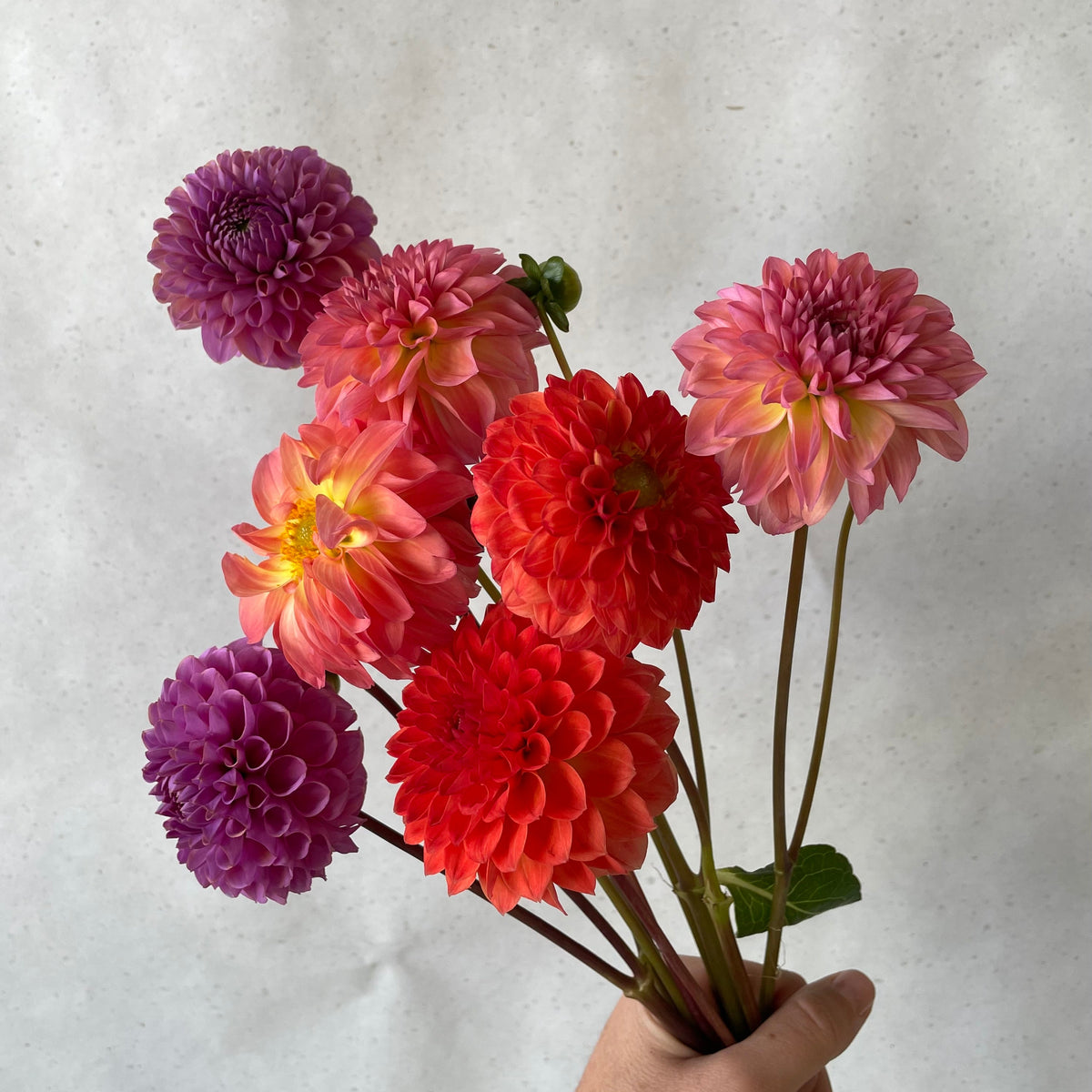 La botte de dahlias