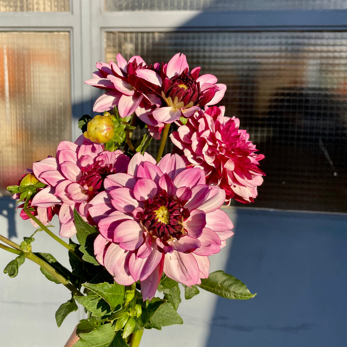 La botte de dahlias